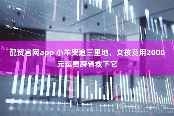配资官网app 小羊哭追三里地，女孩竟用2000元运费跨省救下它